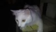 mimi