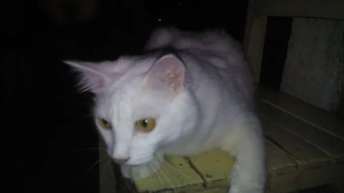 Gato ra a srd idade 2 a 6 meses nome mimi