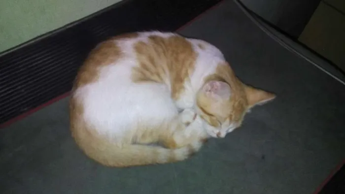 Gato ra a srd idade 2 a 6 meses nome mimi