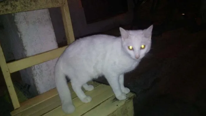 Gato ra a srd idade 2 a 6 meses nome mimi