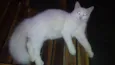mimi