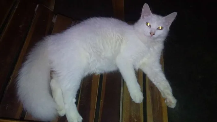 Gato ra a srd idade 2 a 6 meses nome mimi