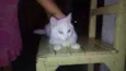 mimi
