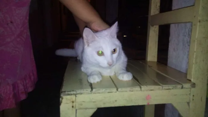 Gato ra a srd idade 2 a 6 meses nome mimi