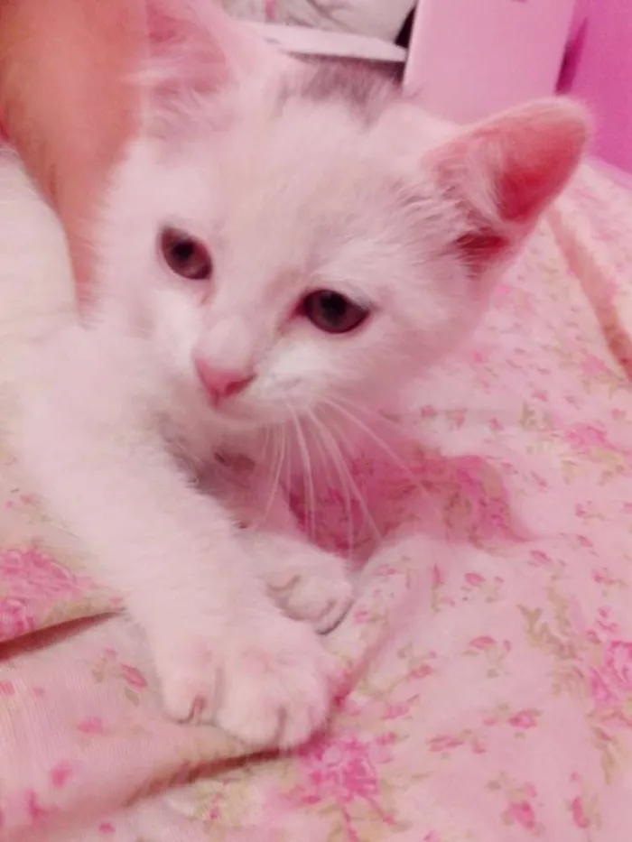 Gato ra a SRD idade Abaixo de 2 meses nome ME ADOTA