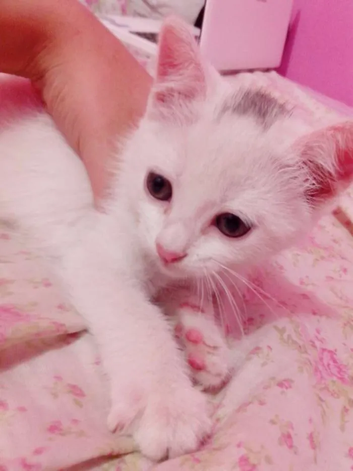 Gato ra a SRD idade Abaixo de 2 meses nome ME ADOTA