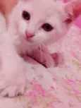 ME ADOTA