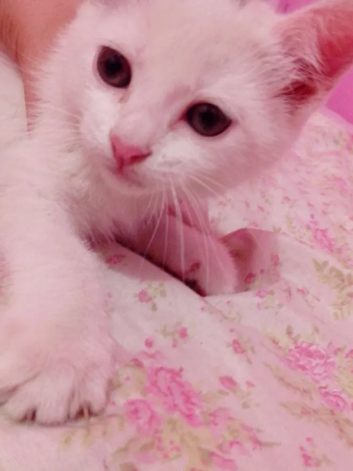 Gato ra a SRD idade Abaixo de 2 meses nome ME ADOTA