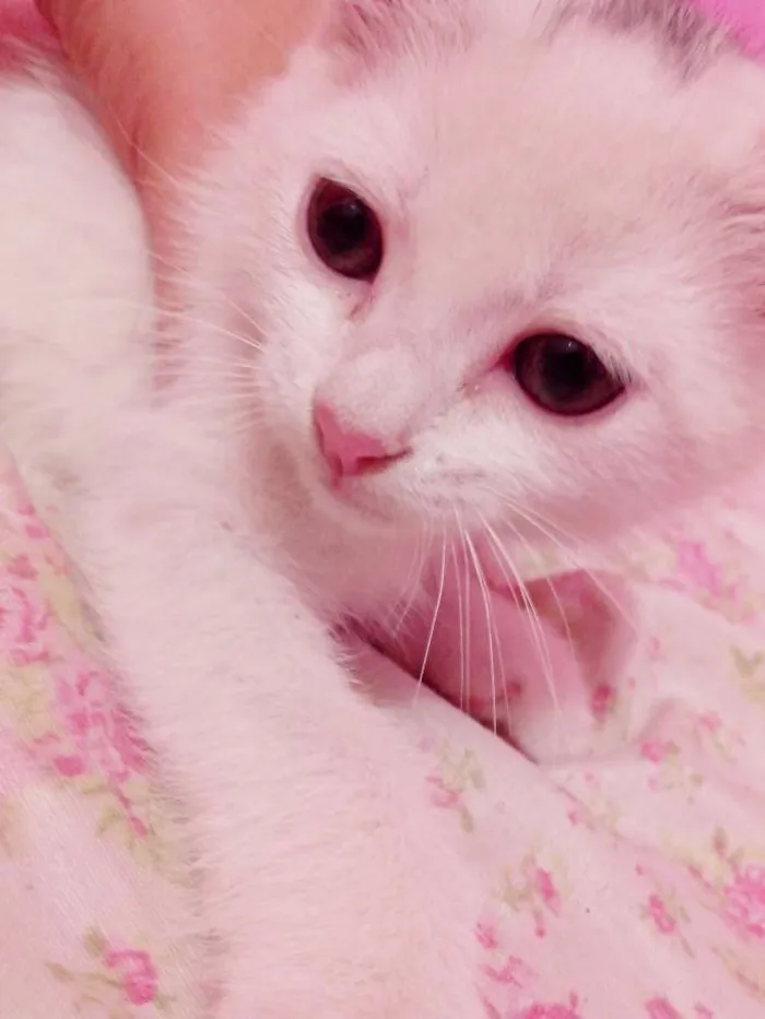 Gato ra a SRD idade Abaixo de 2 meses nome ME ADOTA