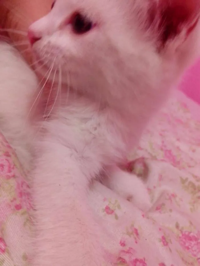 Gato ra a SRD idade Abaixo de 2 meses nome ME ADOTA