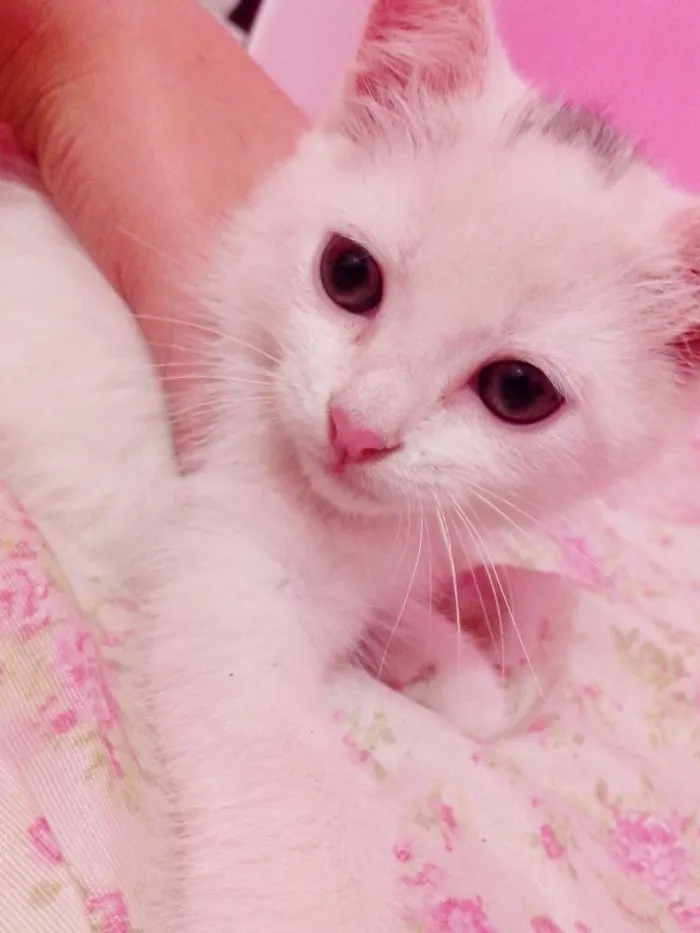 Gato ra a SRD idade Abaixo de 2 meses nome ME ADOTA