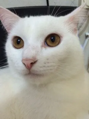 Gato raça Misto idade 2 anos nome Snowbell