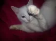 Snowbell