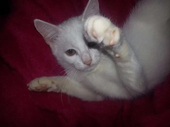 Gato raça Misto idade 2 anos nome Snowbell
