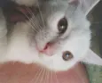 Snowbell