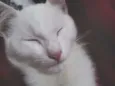 Snowbell