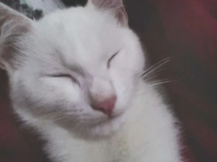 Gato raça Misto idade 2 anos nome Snowbell