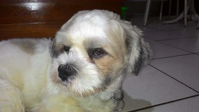 Cachorro ra a Lhasa idade 1 ano nome John Lennon