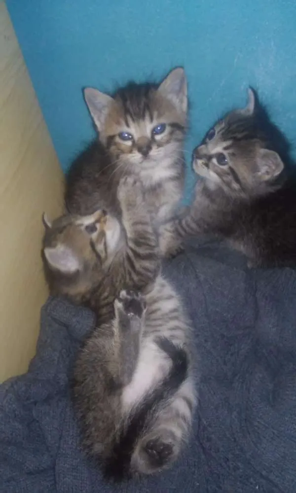 Gato ra a vira lata idade 2 a 6 meses nome Não tem