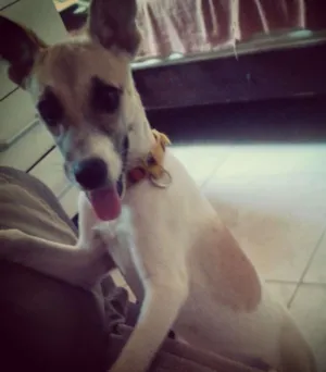 Cachorro raça mestiça idade 1 ano nome belynha