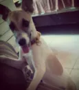 belynha