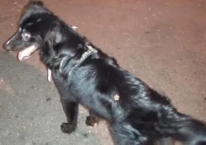 Cachorro raça SRD idade 7 a 11 meses nome whisk