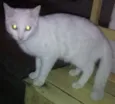 mimi