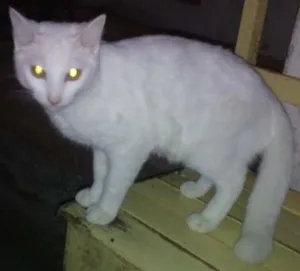 Gato raça srd idade 2 a 6 meses nome mimi