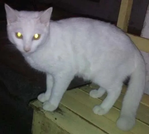 Gato ra a srd idade 2 a 6 meses nome mimi