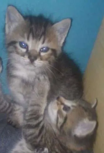 Gato ra a vira lata idade 2 a 6 meses nome Não tem