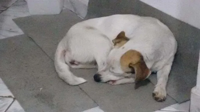 Cachorro ra a Vira lata idade 1 ano nome Any