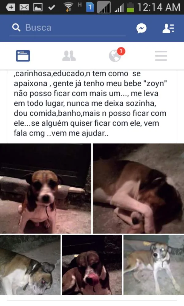 Cachorro ra a Vira lata idade 7 a 11 meses nome Zoim