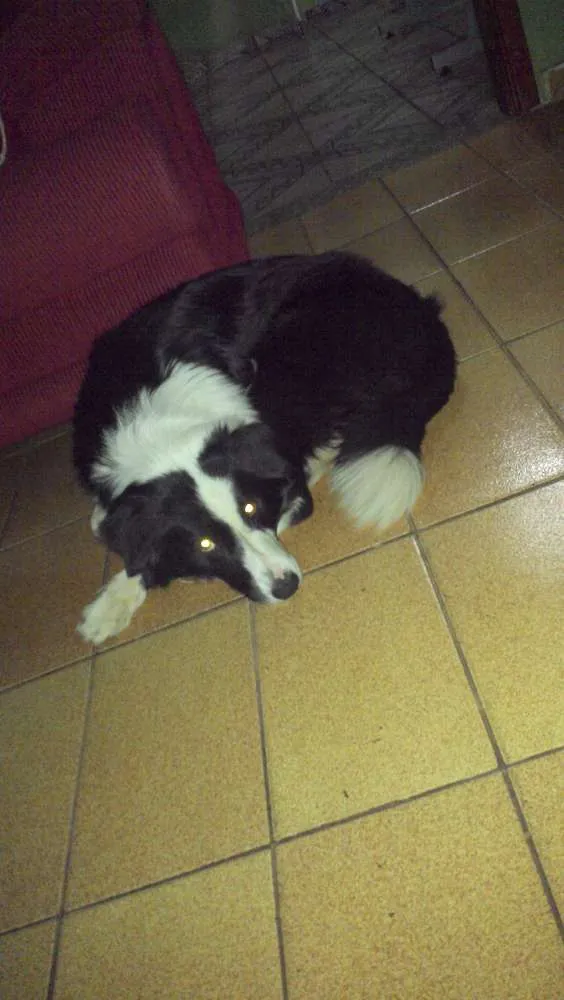 Cachorro ra a Boder collie idade 1 ano nome Luke