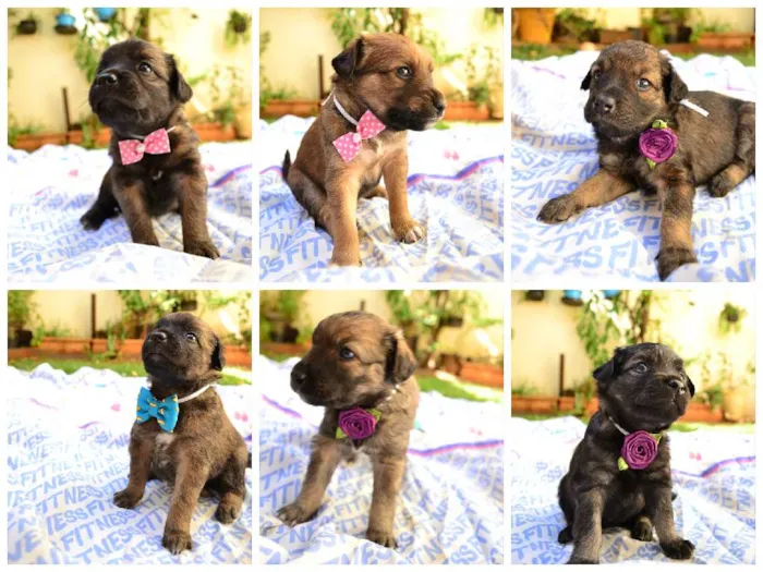 Cachorro ra a SRD idade Abaixo de 2 meses nome Filhotes