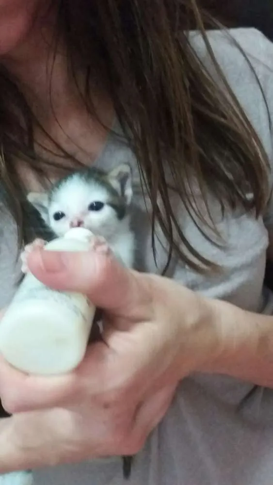 Gato ra a  idade Abaixo de 2 meses nome Sem nomes