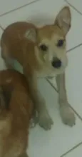 Lili