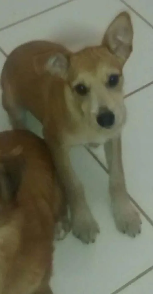 Cachorro raça Não sei idade 2 a 6 meses nome Lili
