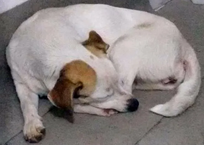 Cachorro ra a Vira lata idade 1 ano nome Any