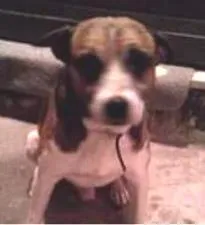 Cachorro raça Vira lata idade 7 a 11 meses nome Zoim