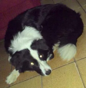 Cachorro raça Boder collie idade 1 ano nome Luke