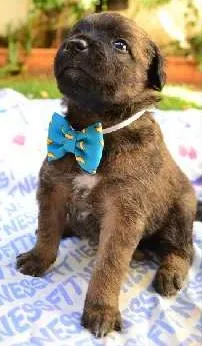 Cachorro ra a SRD idade Abaixo de 2 meses nome Filhotes
