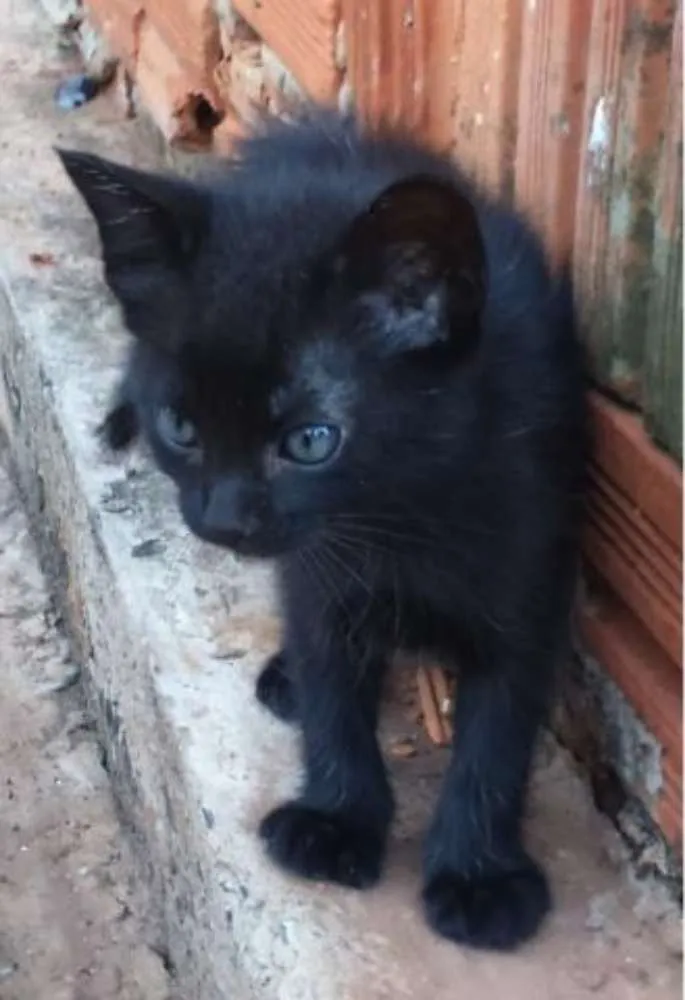 Gato ra a não sei idade Abaixo de 2 meses nome sem nome