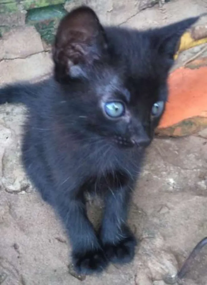 Gato ra a não sei idade Abaixo de 2 meses nome sem nome