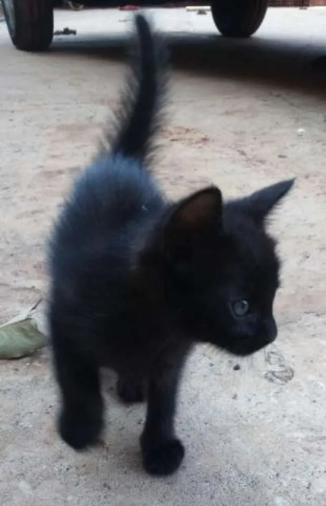 Gato ra a não sei idade Abaixo de 2 meses nome sem nome