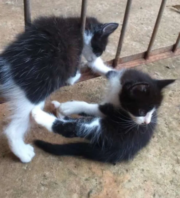 Gato ra a não sei idade Abaixo de 2 meses nome sem nome