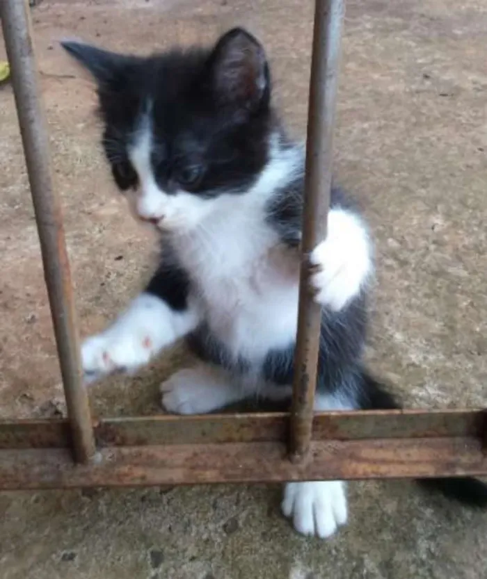 Gato ra a não sei idade Abaixo de 2 meses nome sem nome