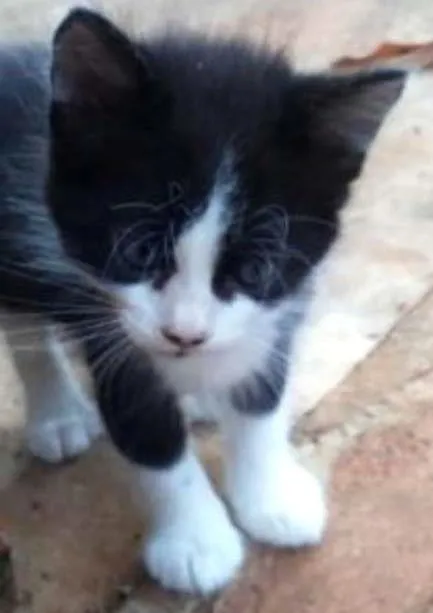 Gato ra a não sei idade Abaixo de 2 meses nome sem nome