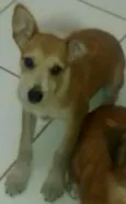Lili