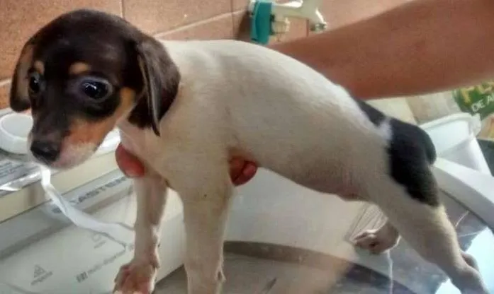 Cachorro ra a  idade 2 a 6 meses nome Fumaça&Baixinha
