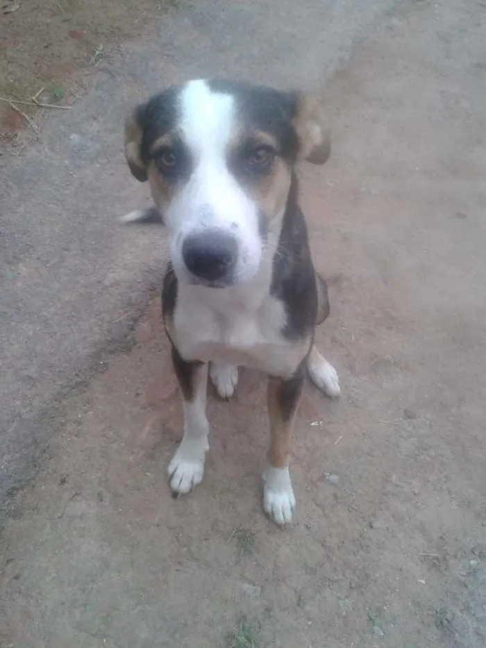 Cachorro ra a Vira lata idade 3 anos nome Sem nome 